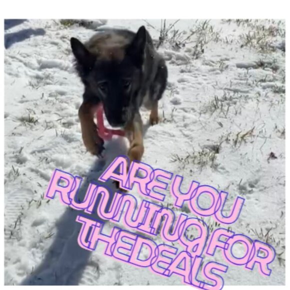 Heyyyyy!!!!! come hop in our live to have a crack of a time❤️❤️🐾🐾❤️❤️🐾🐾 - Picture 2 of 5